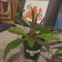 Hoya publicalyx 'Royal Hawaiian Purple' plant