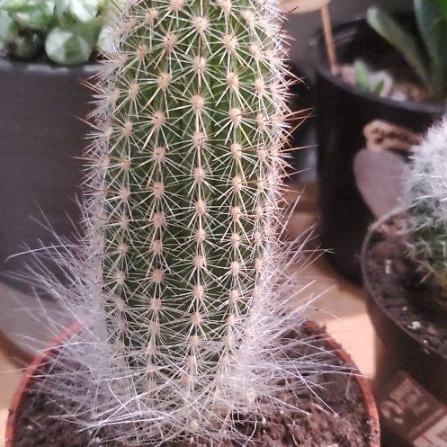 Photo of the plant species Assorted Thrixanthocereus by @FitHarebarley named Rosa on Greg, the plant care app