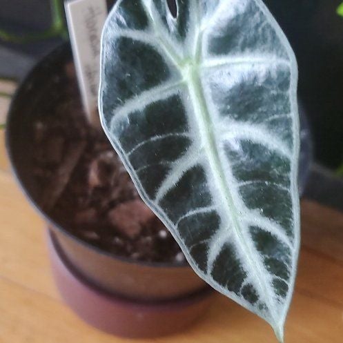 Plant care for Anthurium Angamarcanum on Greg, the plant care app