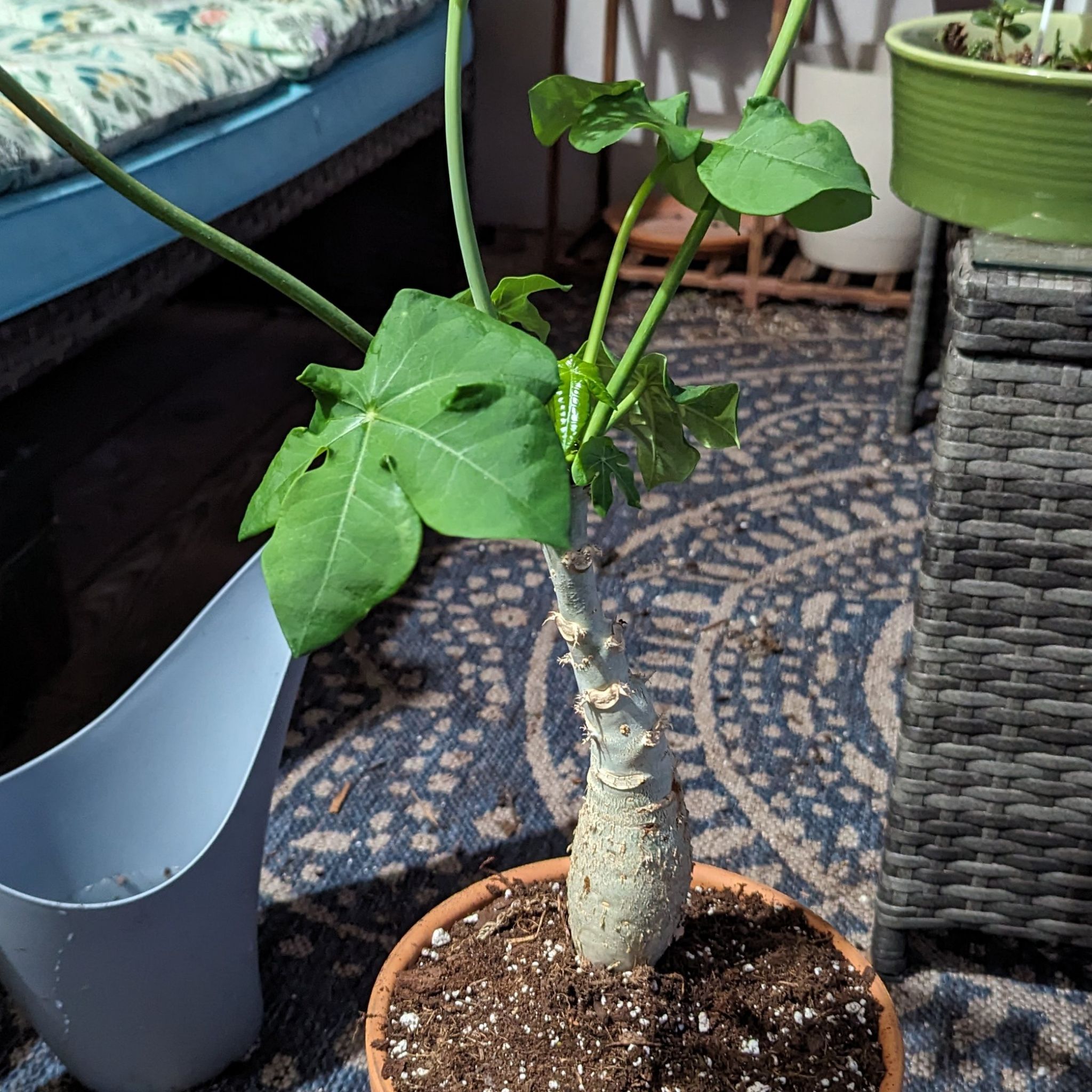 Buddha Belly Plant in a pot with green leaves and a swollen stem.