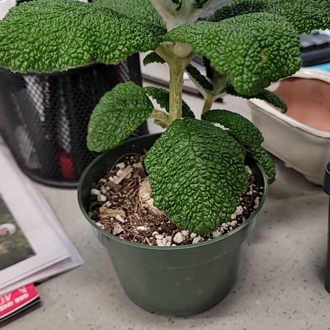 Photo of the plant species Sinningia bullata by @justinn named Kobe on Greg, the plant care app