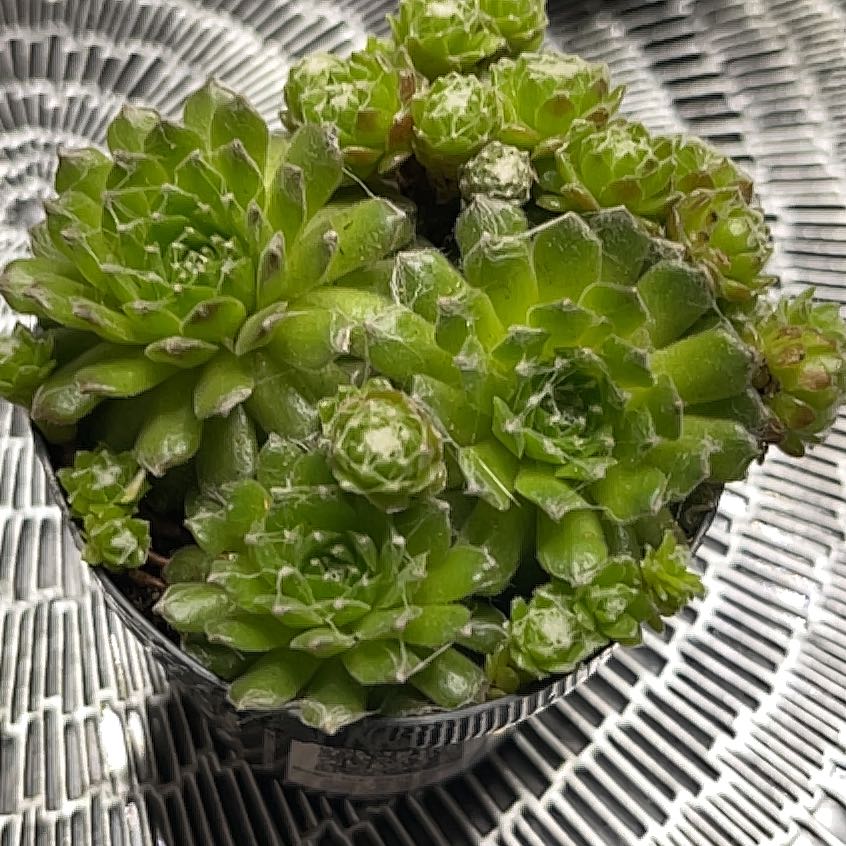 Photo of the plant species Sempervivum arachnoideum 'Cebenese' by @PreparedCoconut named Harry on Greg, the plant care app