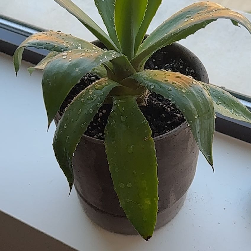 Photo of the plant species Foxtail Agave by @SultryBearsear named Pax on Greg, the plant care app