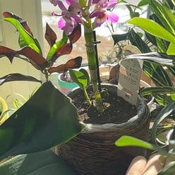 Dendrobium Phalaenopsis plant