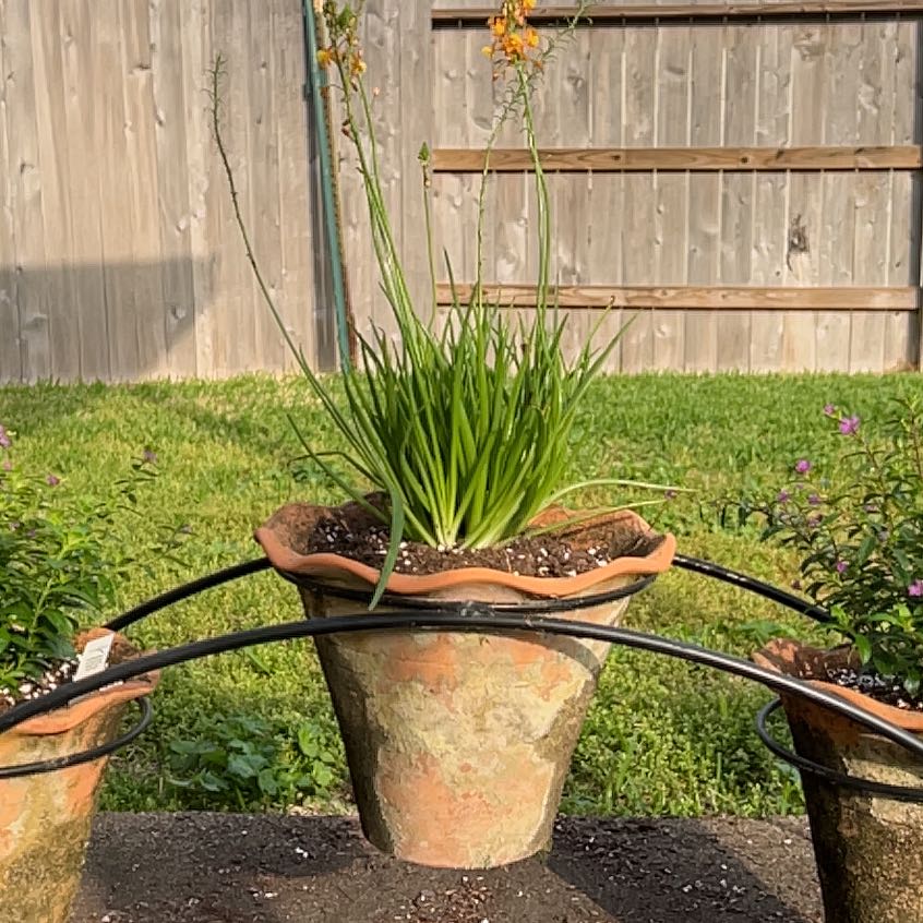 Potted Orange Bulbine plant with green leaves and some flowers, well-framed and centered.