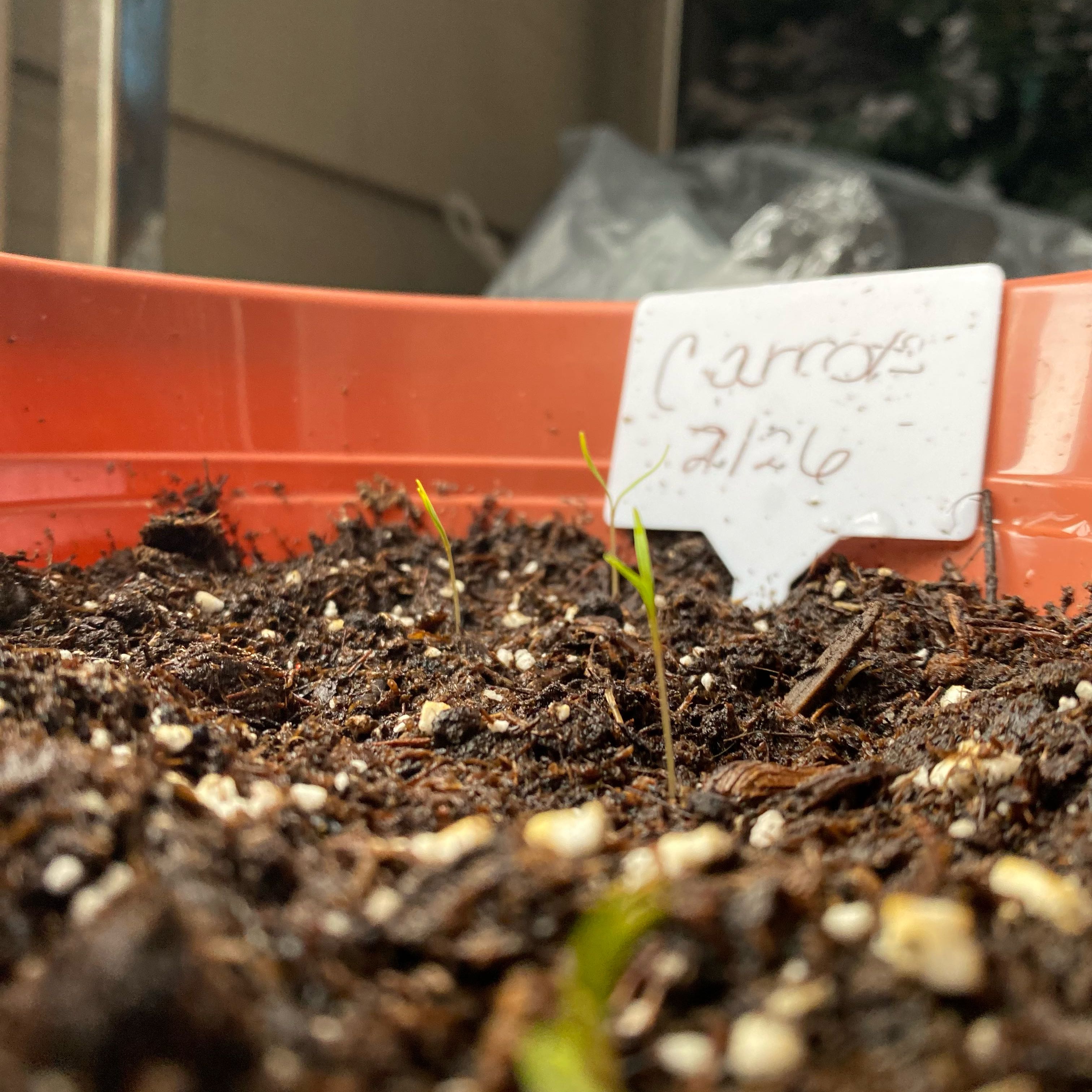 Photo of the plant species Baby Carrot by @WinRubbervine named Bunny food on Greg, the plant care app