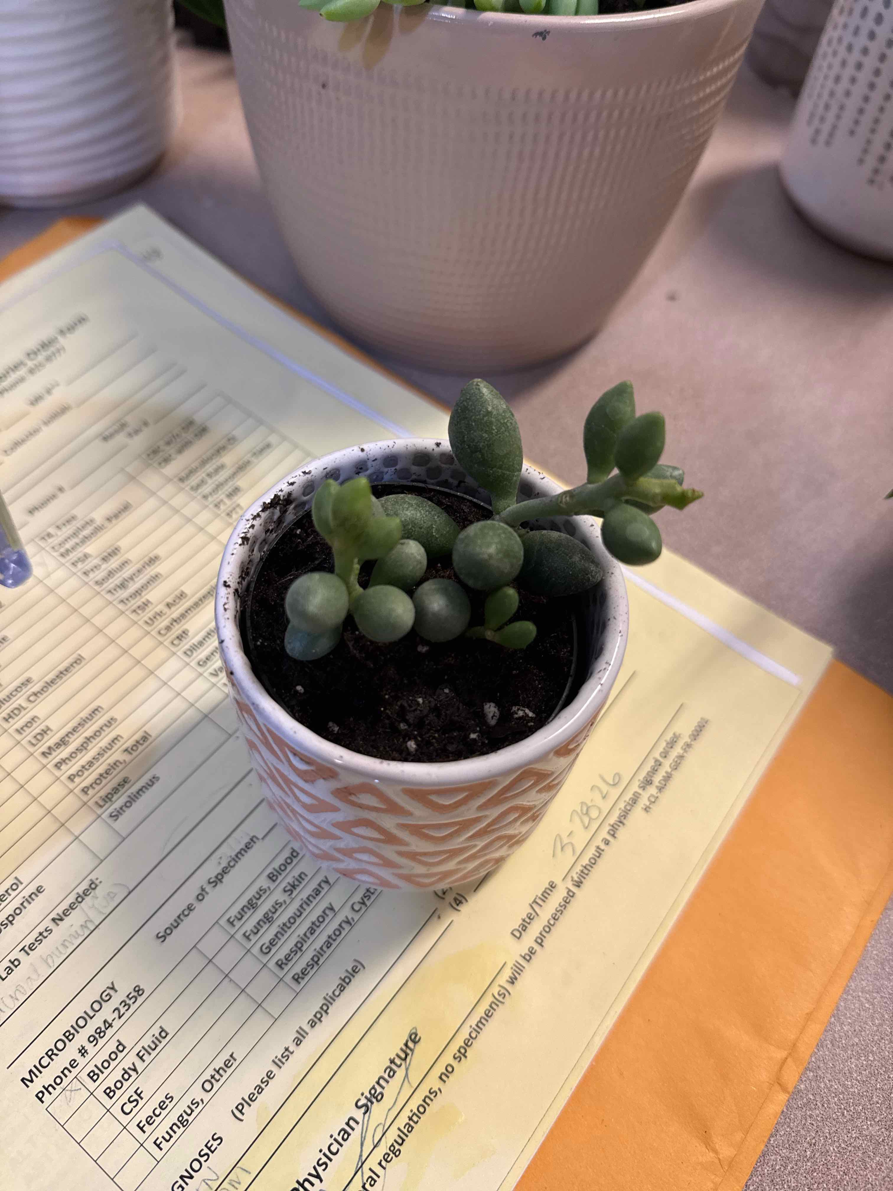 Photo of the plant species Dragon Egg by @WhollyCutgrass named Tolkien on Greg, the plant care app