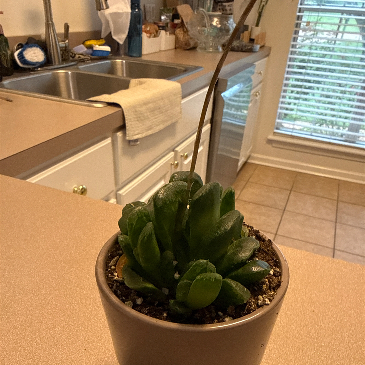 Photo of the plant species Living Stone by @WhollyCutgrass named Harper on Greg, the plant care app