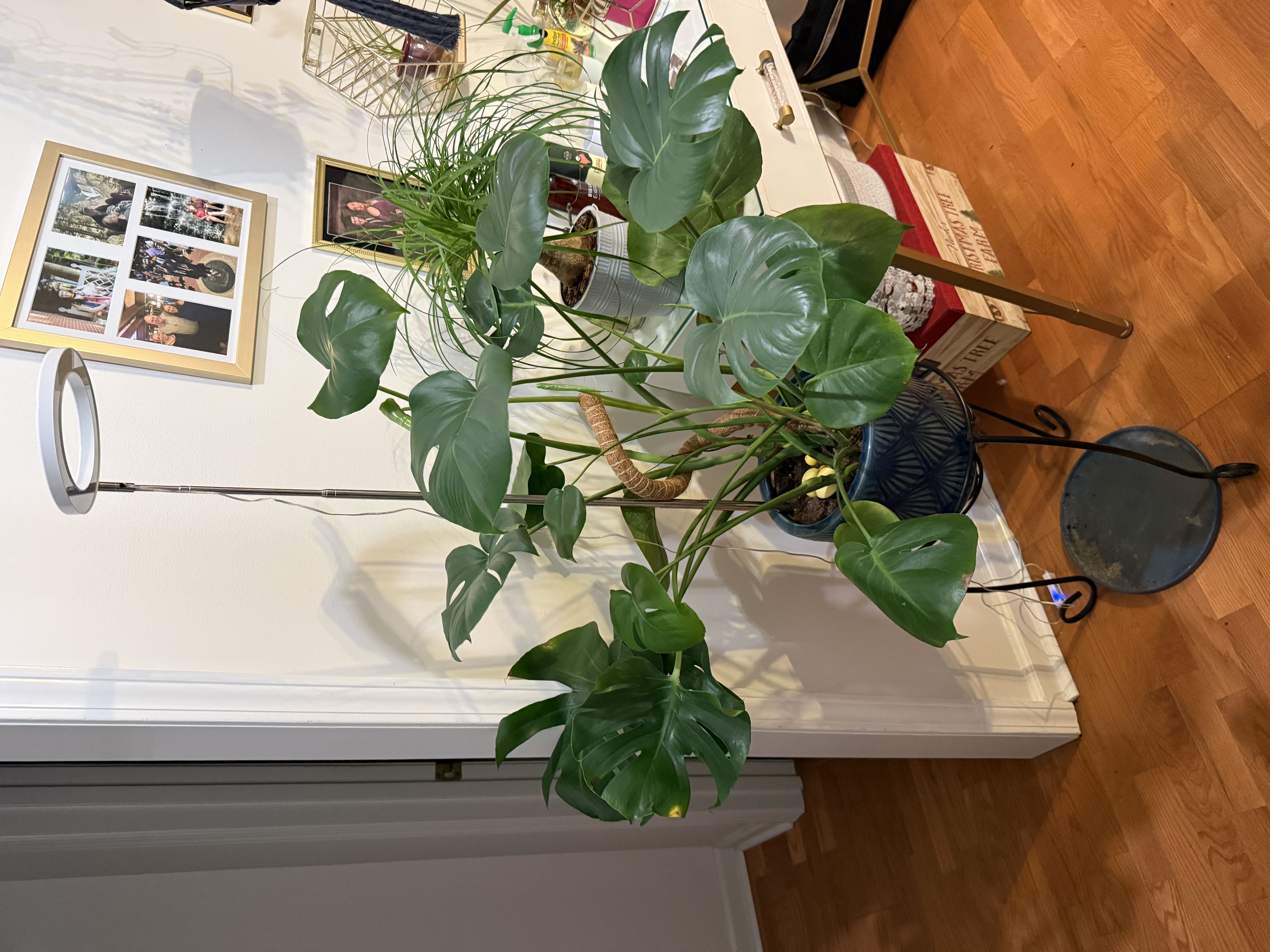 Photo from the post