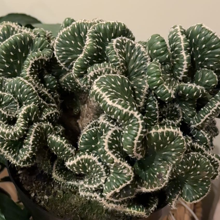 Photo of the plant species Emerald Idol Opuntia by @SavvyCorrea named Rihanna on Greg, the plant care app