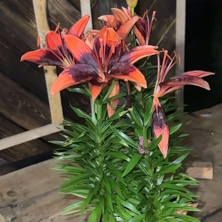 Photo of the plant species Lilium 'Tiny Ink' by @GaietyAloeguido named Walt on Greg, the plant care app