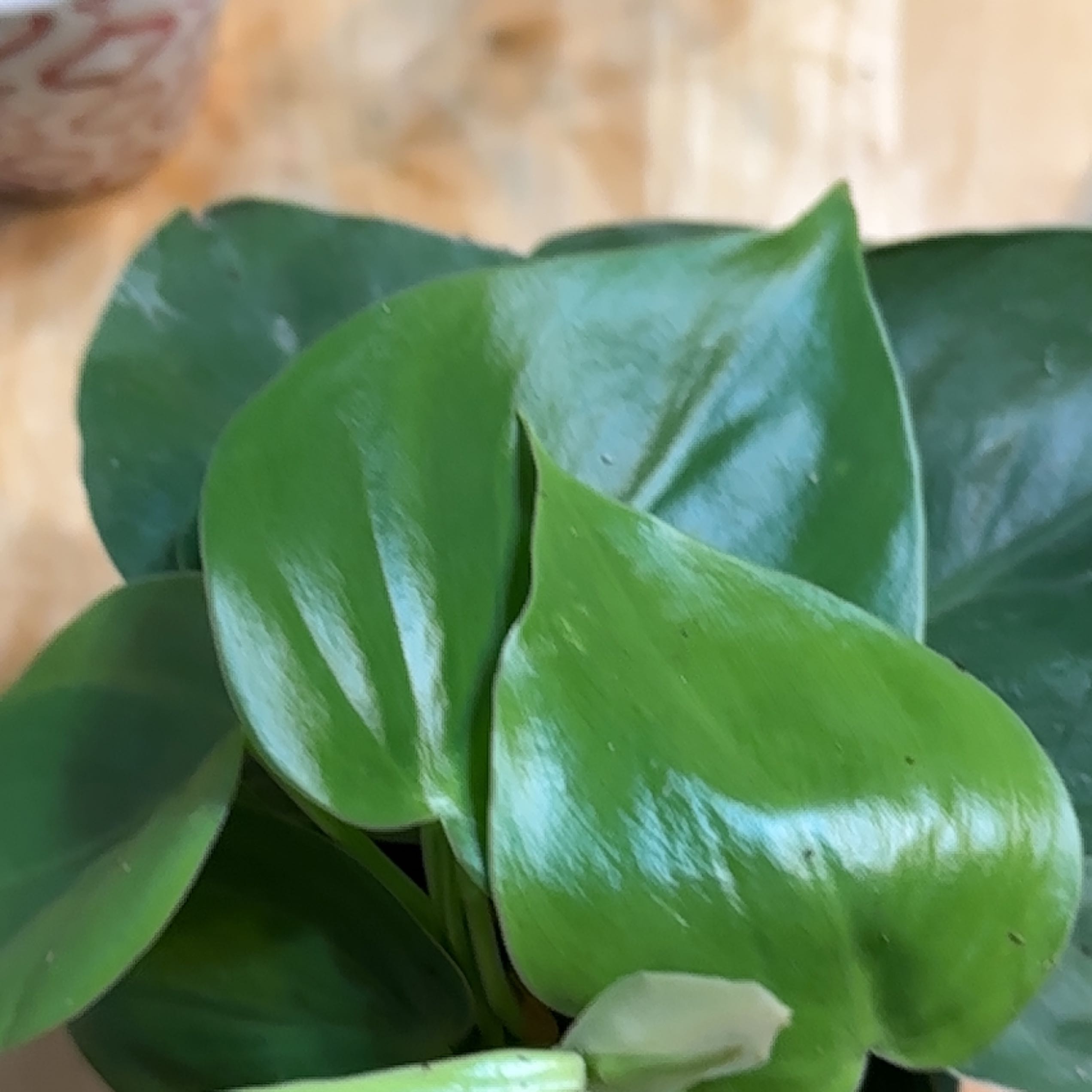 Photo of the plant species Philodendron scandon by Savannah named Green on Greg, the plant care app