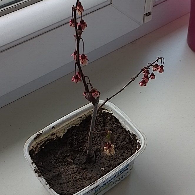 Photo of the plant species Sand Cherry by @ManyShyleaf named McKinley on Greg, the plant care app