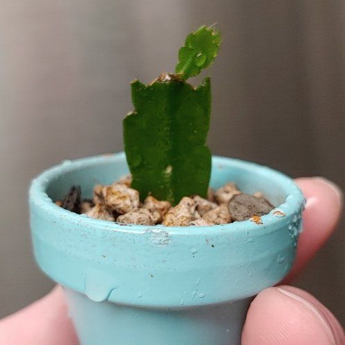 Photo of the plant species Christmas Cactus by @JenEmmzParaiso named Stella on Greg, the plant care app