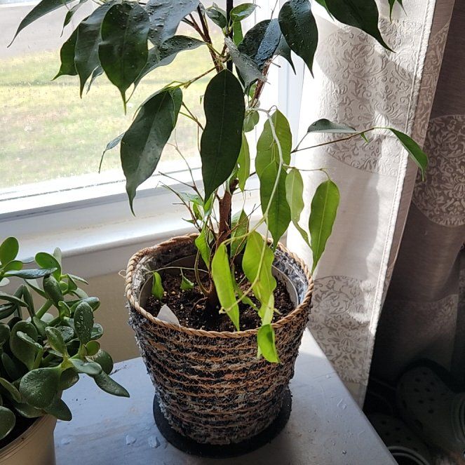 Photo of the plant species Weeping Fig Daniella by @QuesterBroom named Sherlock on Greg, the plant care app