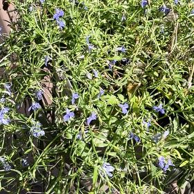 Photo of the plant species Edging Lobelia by @HappyBloodroot named Bella on Greg, the plant care app