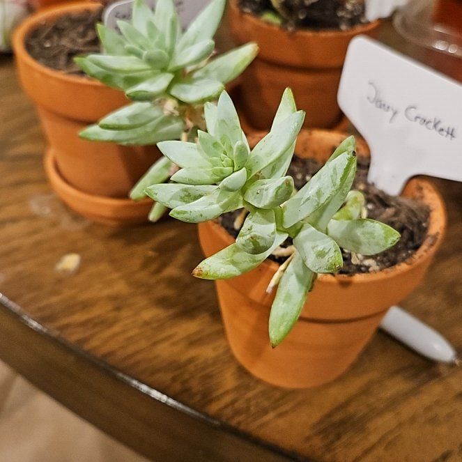 Photo of the plant species Spiral Stonecrop by @MindfulHardhead named Hamilton on Greg, the plant care app