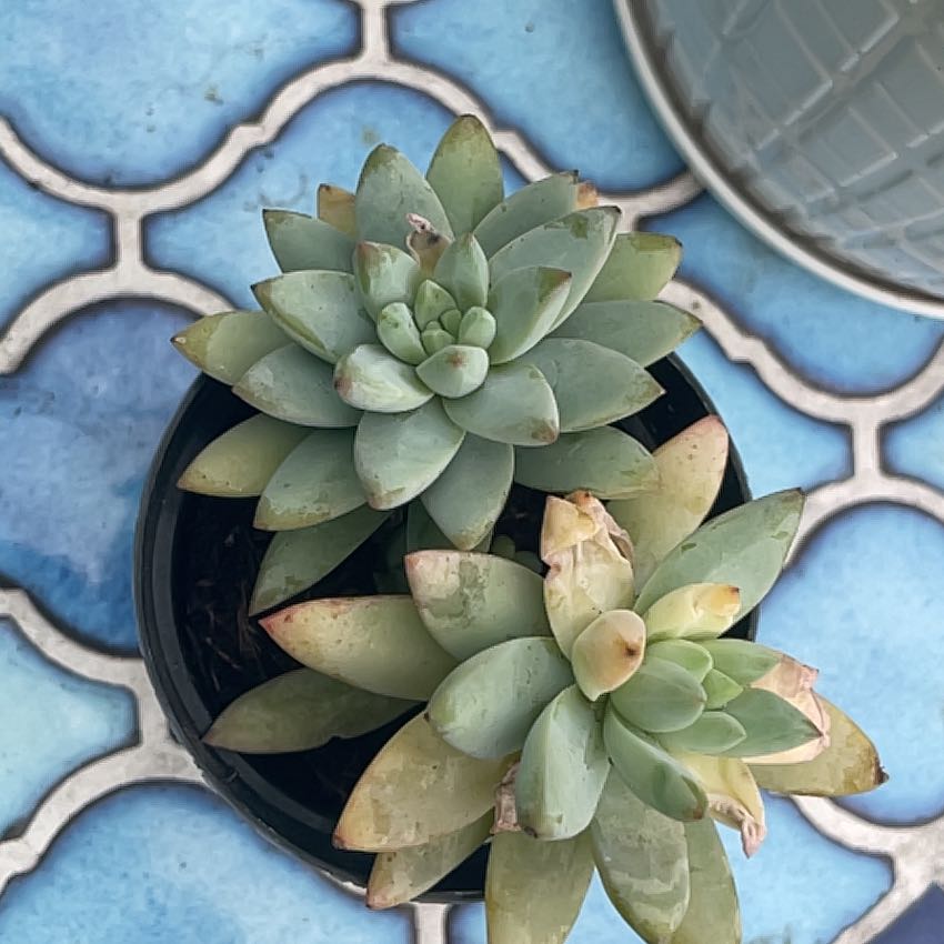 Sedeveria 'Harry Butterfield' succulent with slight browning at leaf tips in a small pot on a tiled surface.