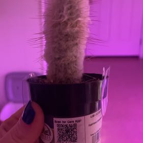 Photo of the plant species Espostoopsis dybowskii by @SunnyRosysedge named Daniella on Greg, the plant care app