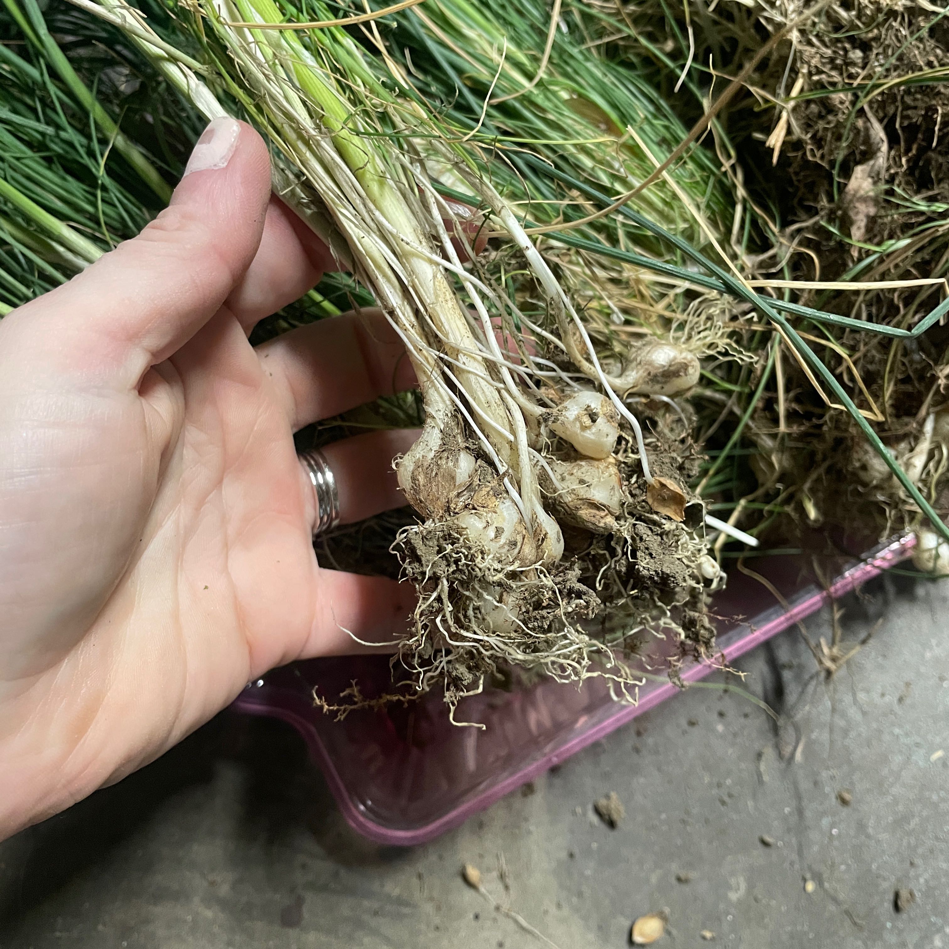 Photo of the plant species Crow Garlic by @SunnyRosysedge named Robert Plant on Greg, the plant care app