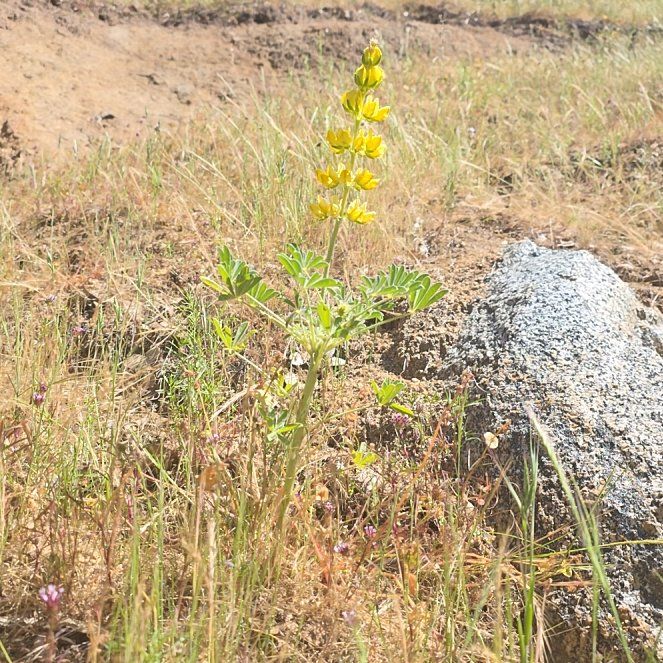 Photo of the plant species African Senna by @AlertLionstail named Kobe on Greg, the plant care app