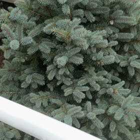 Photo of the plant species Blue Spruce by @GodlyCogongrass named Sonora on Greg, the plant care app