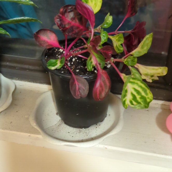 Photo of the plant species Bloodleaf Plant by @ZanySilktree named Forrest on Greg, the plant care app