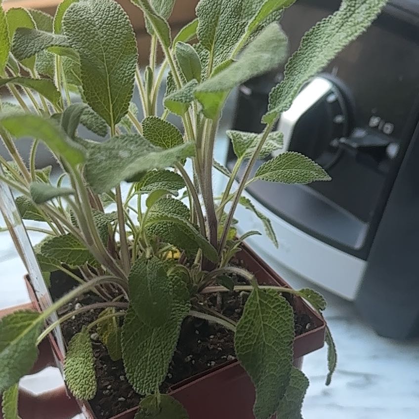 Sage