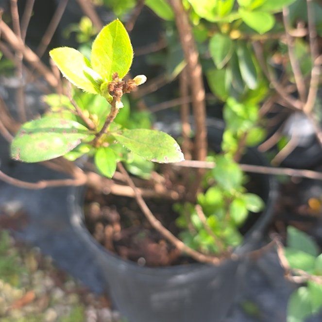 Photo of the plant species Azalea by @YeahWakerobin named Fernie Mac on Greg, the plant care app
