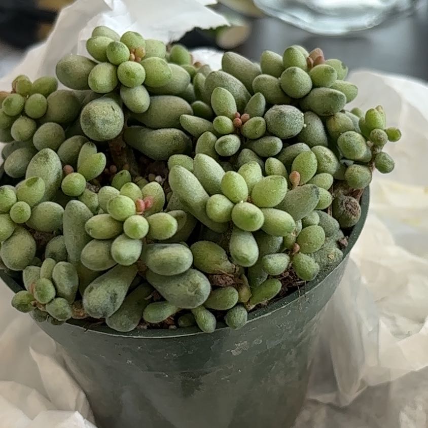 Photo of the plant species Fairy Tale Plant by @StunningFanmoss named Khaleesi on Greg, the plant care app