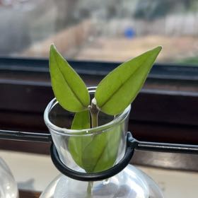 Photo of the plant species Hoya Bella by @RollickingMiro named Stella on Greg, the plant care app