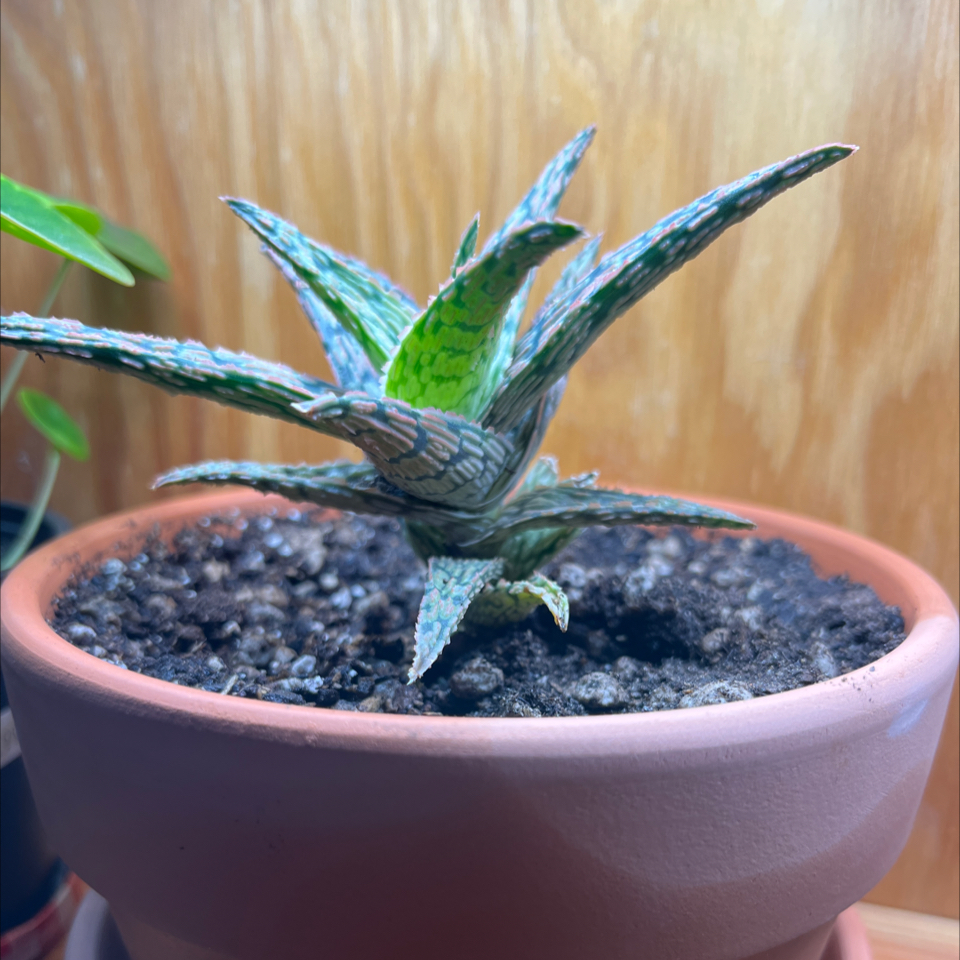 Pink Blush Aloe plant in a terracotta pot with visible soil, well-framed and in focus.