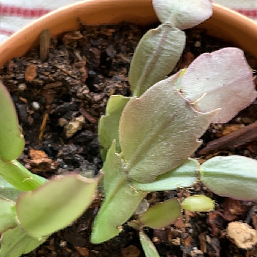 Photo of the plant species Thanksgiving Cactus by @DarlingPapaya named Thanksgiving on Greg, the plant care app