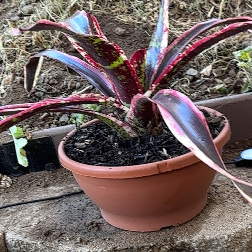 Photo of the plant species Bromeliad by @SlickPetunia named Peter Parker on Greg, the plant care app