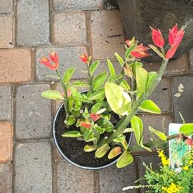 Photo of the plant species Slipper Plant by @SlickPetunia named Figyonce on Greg, the plant care app