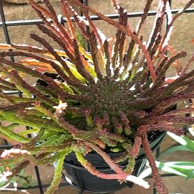 Photo of the plant species medusa euphorbia by @SlickPetunia named Clooney on Greg, the plant care app