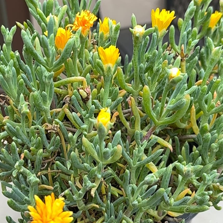 Photo of the plant species Trailing Ice Plant by @SlickPetunia named Tupot amaroot on Greg, the plant care app