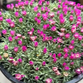 Photo of the plant species Ruschia pulvinaris by @SlickPetunia named Taylor Swift on Greg, the plant care app