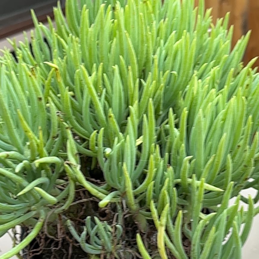 Photo of the plant species Senecio vitalis by @SlickPetunia named Homer on Greg, the plant care app