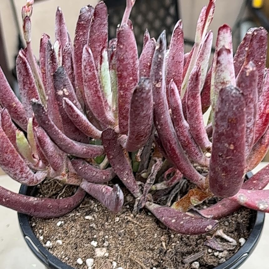 Photo of the plant species cotyledun chocolate fingers by @SlickPetunia named Darwin on Greg, the plant care app