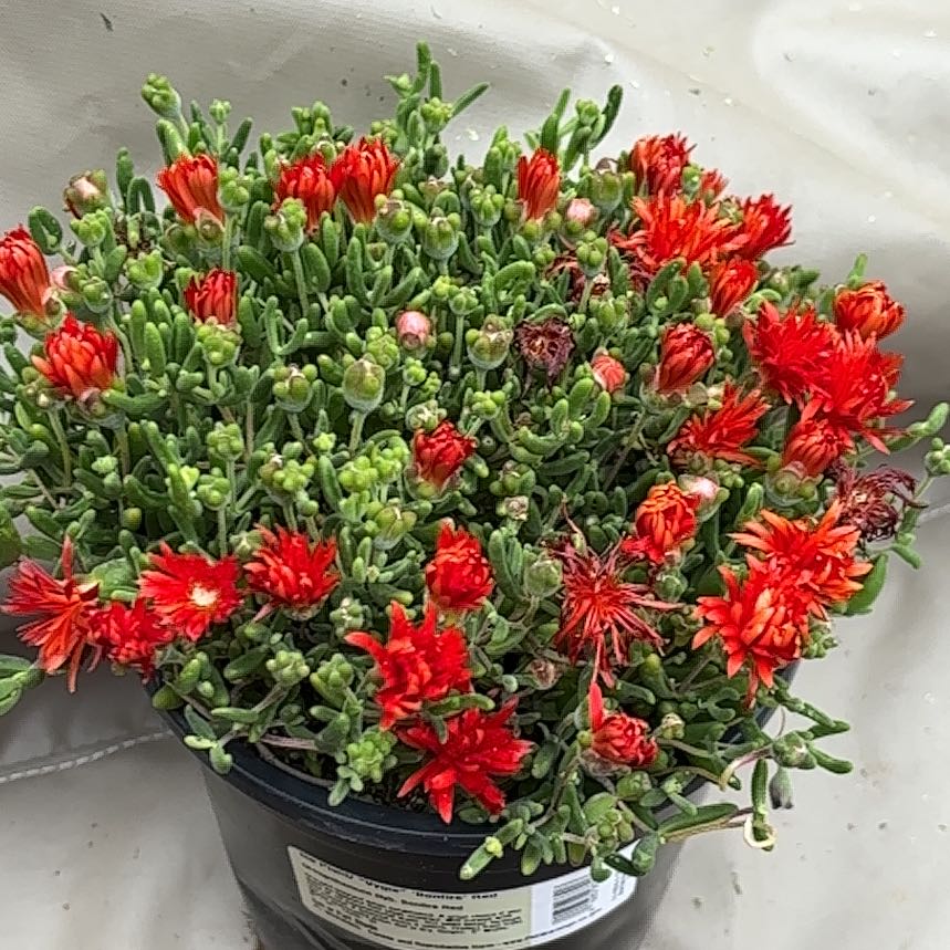 Photo of the plant species Drosanthemum 'Bonfire' by @SlickPetunia named Sanders on Greg, the plant care app