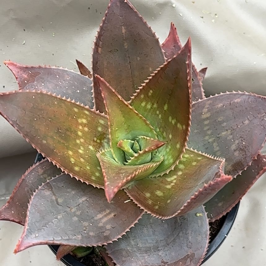 Photo of the plant species Aloe striata 'Ghost' by @SlickPetunia named Daphne on Greg, the plant care app