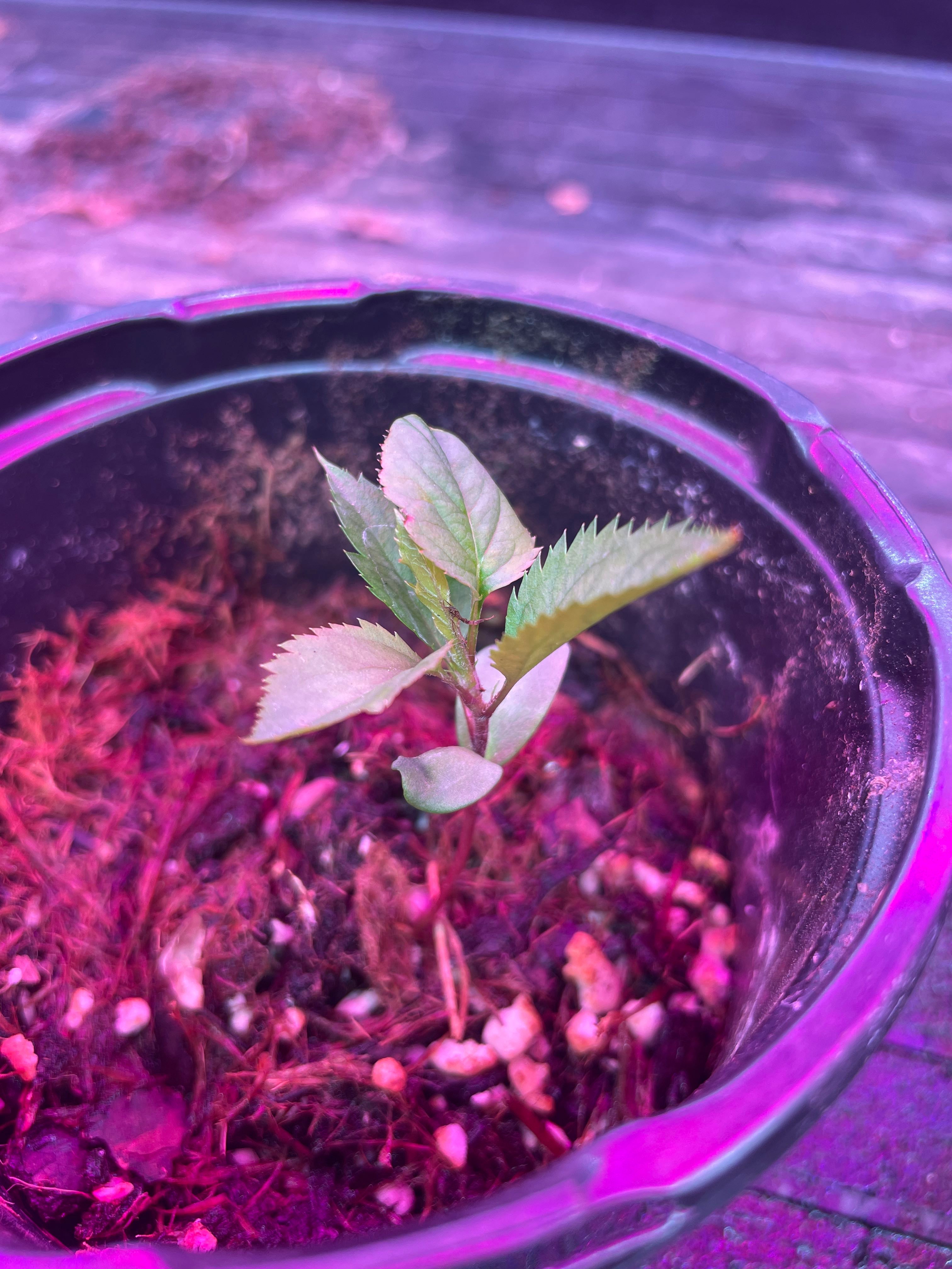 🍏 Top 3 Pot Features Your Gala Apple Tree Will Love