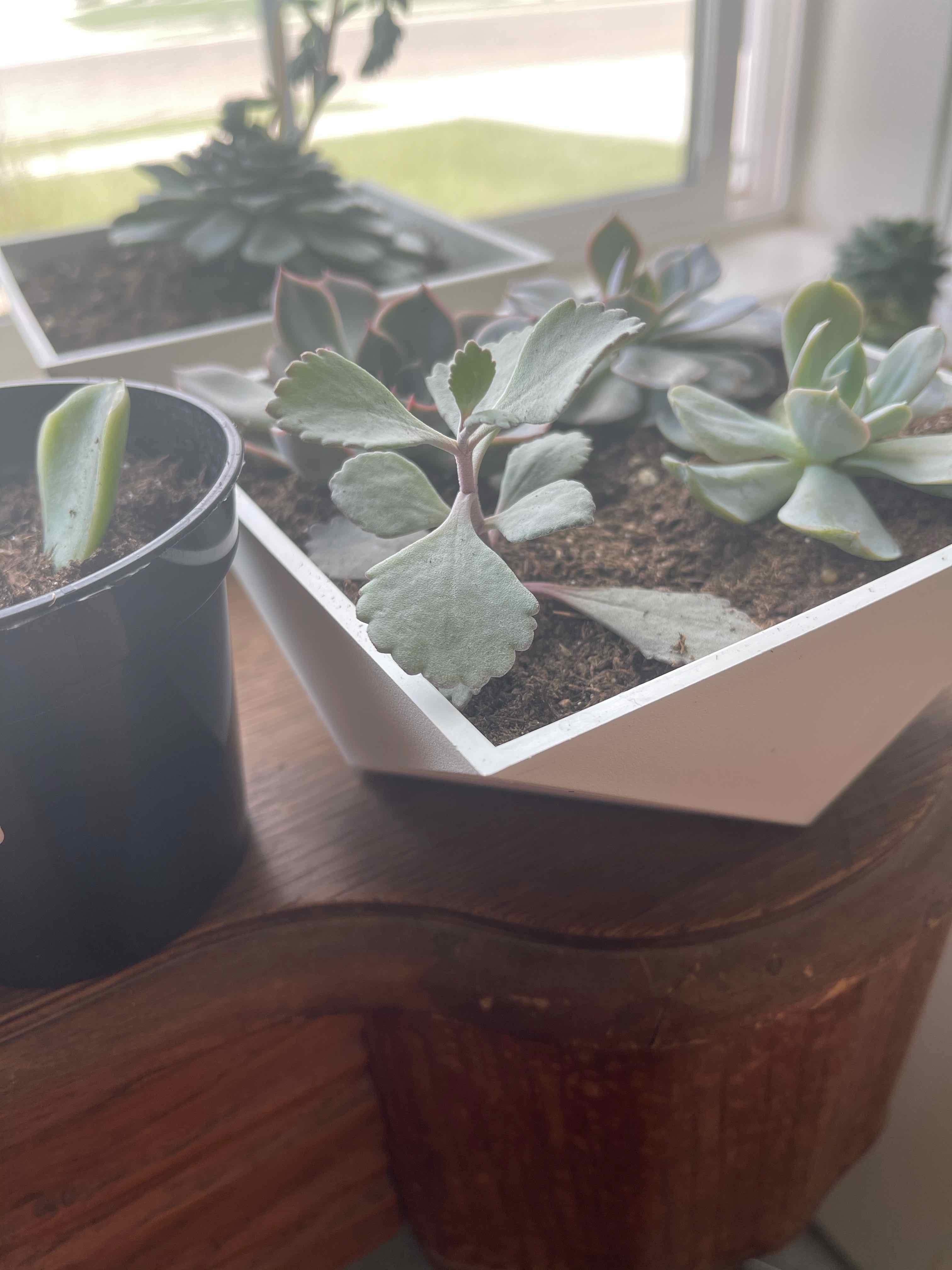 Flower Dust Plant in a white pot near a window, with visible soil and healthy leaves.