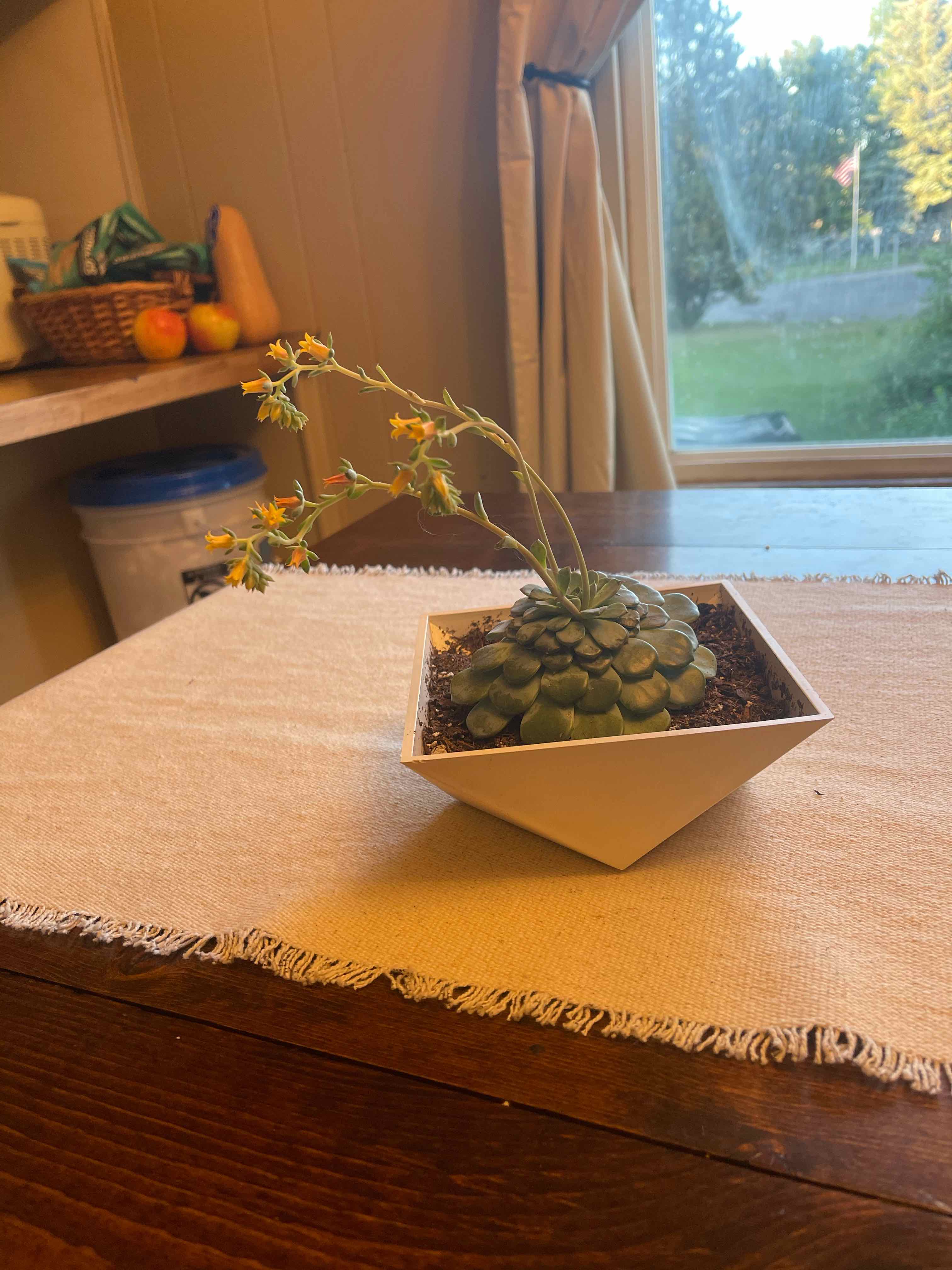 Miniature Echeveria plant in a white pot on a table, with yellow flowers.