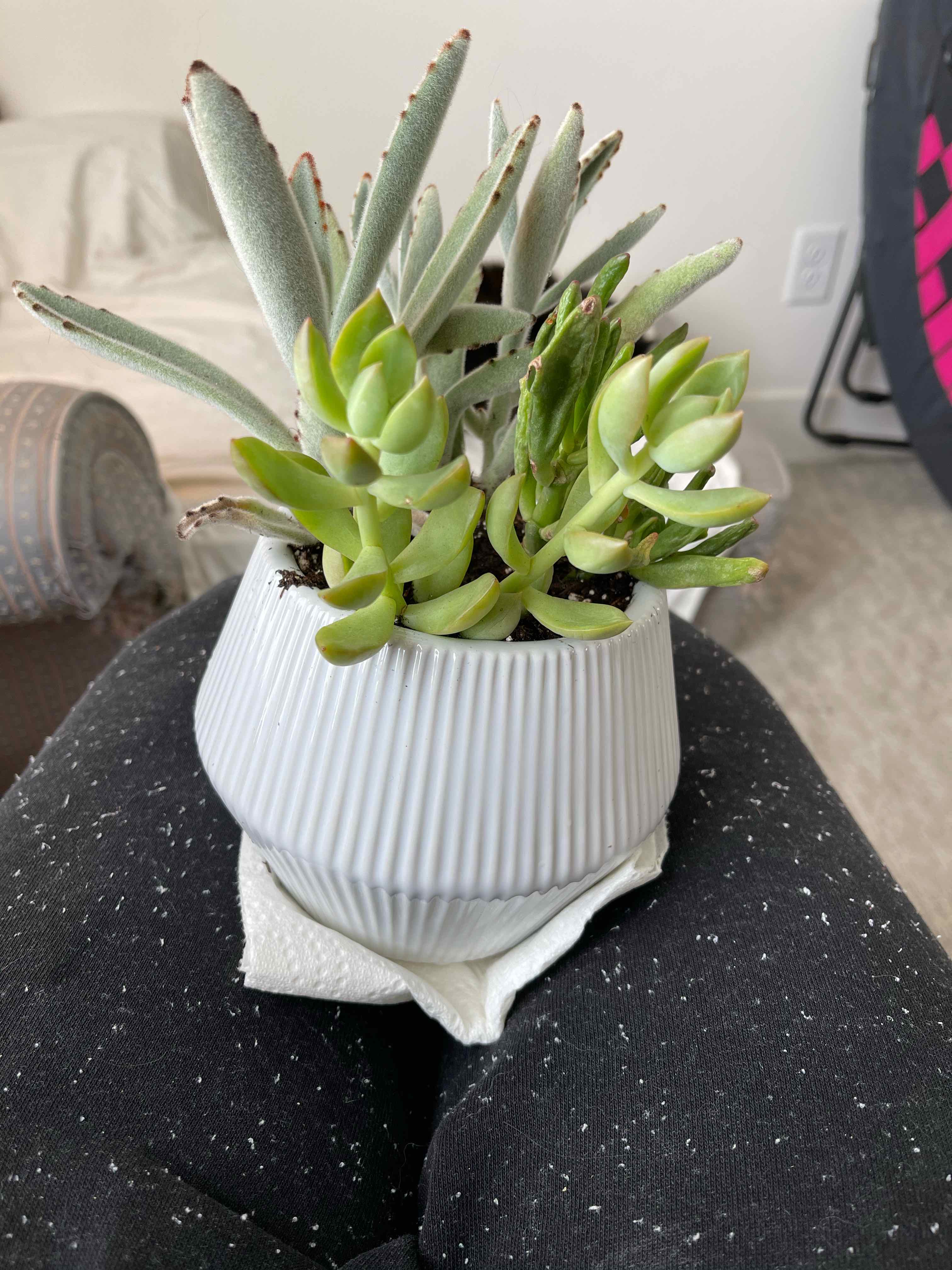 Potted Sedum adolphi 'Golden Glow' succulent on a person's lap, healthy green leaves.