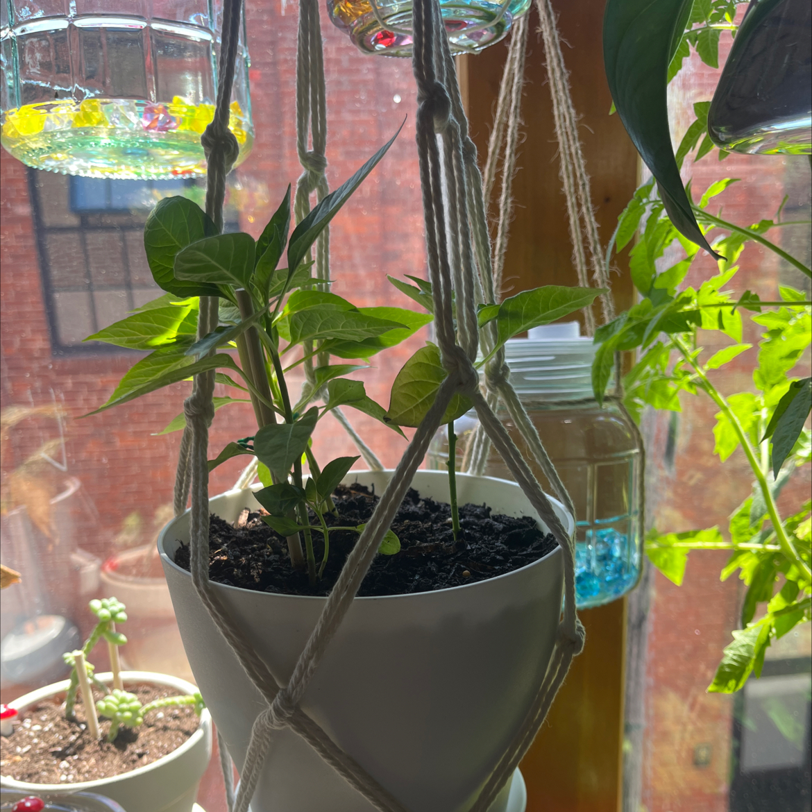Healthy Tabasco Pepper plant in a hanging pot with vibrant green leaves.