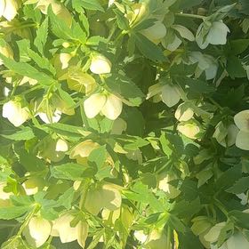 Photo of the plant species Green Hellebore by @FestiveChilli named Keanu Leaves on Greg, the plant care app