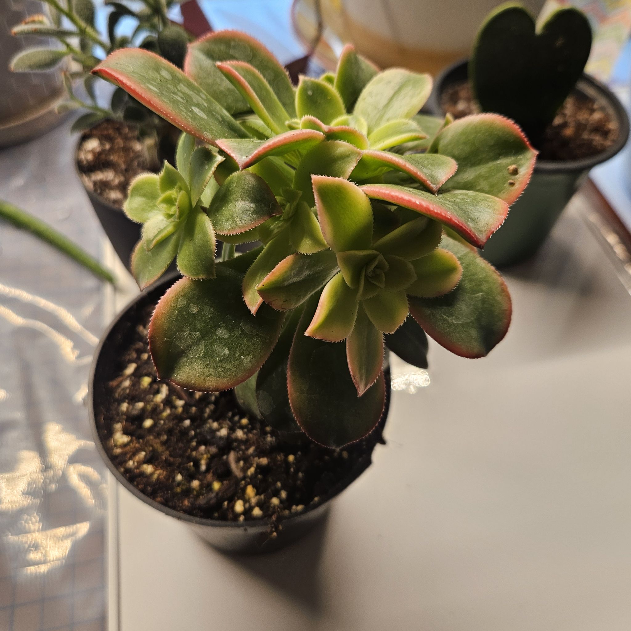 Photo of the plant species Green Pinwheel by @UpliftingMystax named Dolores on Greg, the plant care app