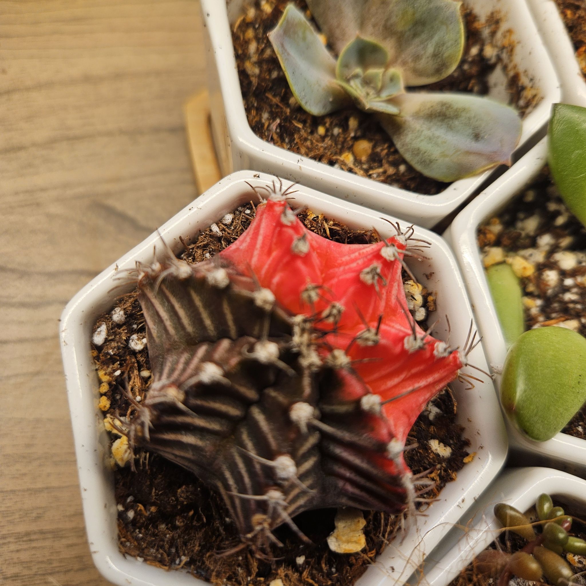 Photo of the plant species Ruby Ball by @UpliftingMystax named Rosa on Greg, the plant care app